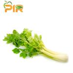 Celery