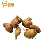 Aromatic Ginger