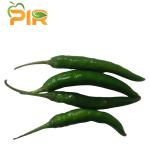 Green Chilli