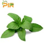 Basil Leave