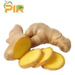 Ginger